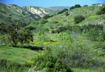 Happy Camp Canyon Regional Park: Trails, Map & Guide