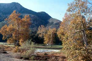 Peter Strauss Ranch