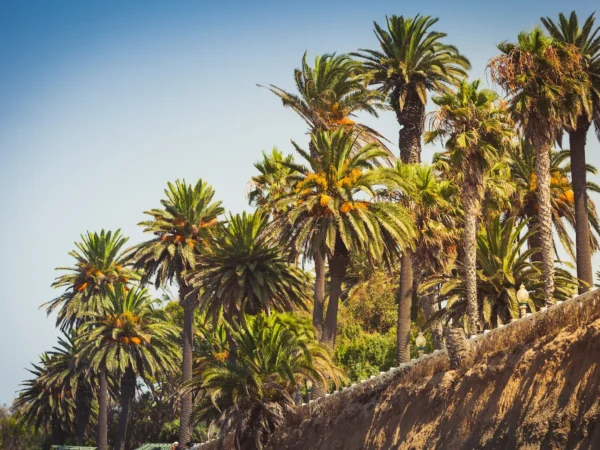 Palisades Park Santa Monica: Bluffs Walk, Map & Guide