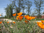 Pacoima Wash Natural Park: East Valley Nature Guide & Map