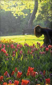 Descanso Gardens