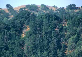 East & Rice Canyon