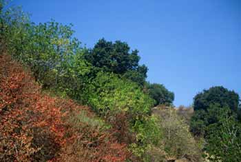 East & Rice Canyon