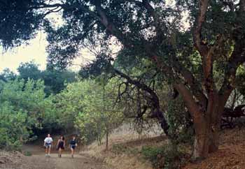 Powder Canyon