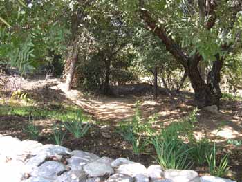 Arroyo Seco South Pasadena Woodland: Trail, Map & Guide
