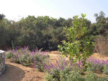 Arroyo Seco — South Pasadena Woodland and Wildlife Park