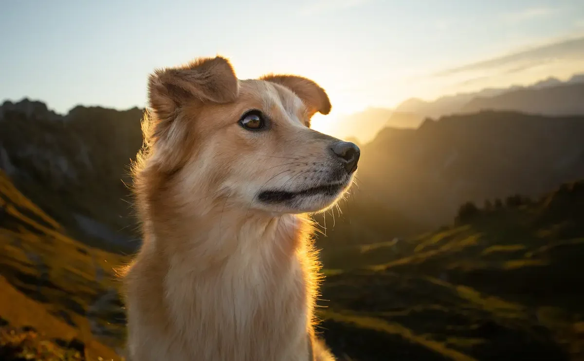 Dog-Friendly Hiking Trails in Los Angeles: 10 LA Hikes Where Dogs Are Welcome