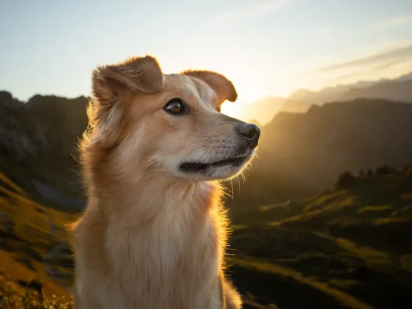 Dog-Friendly Hiking Trails in Los Angeles: 10 LA Hikes Where Dogs Are Welcome