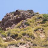 Prescribed Burn Planned Above Topanga: What Santa Monica Mountains Visitors Should Know