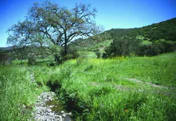 Triunfo Creek Park: Pentachaeta Loop, Map & Visitor Guide