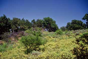 Tuna Canyon Park