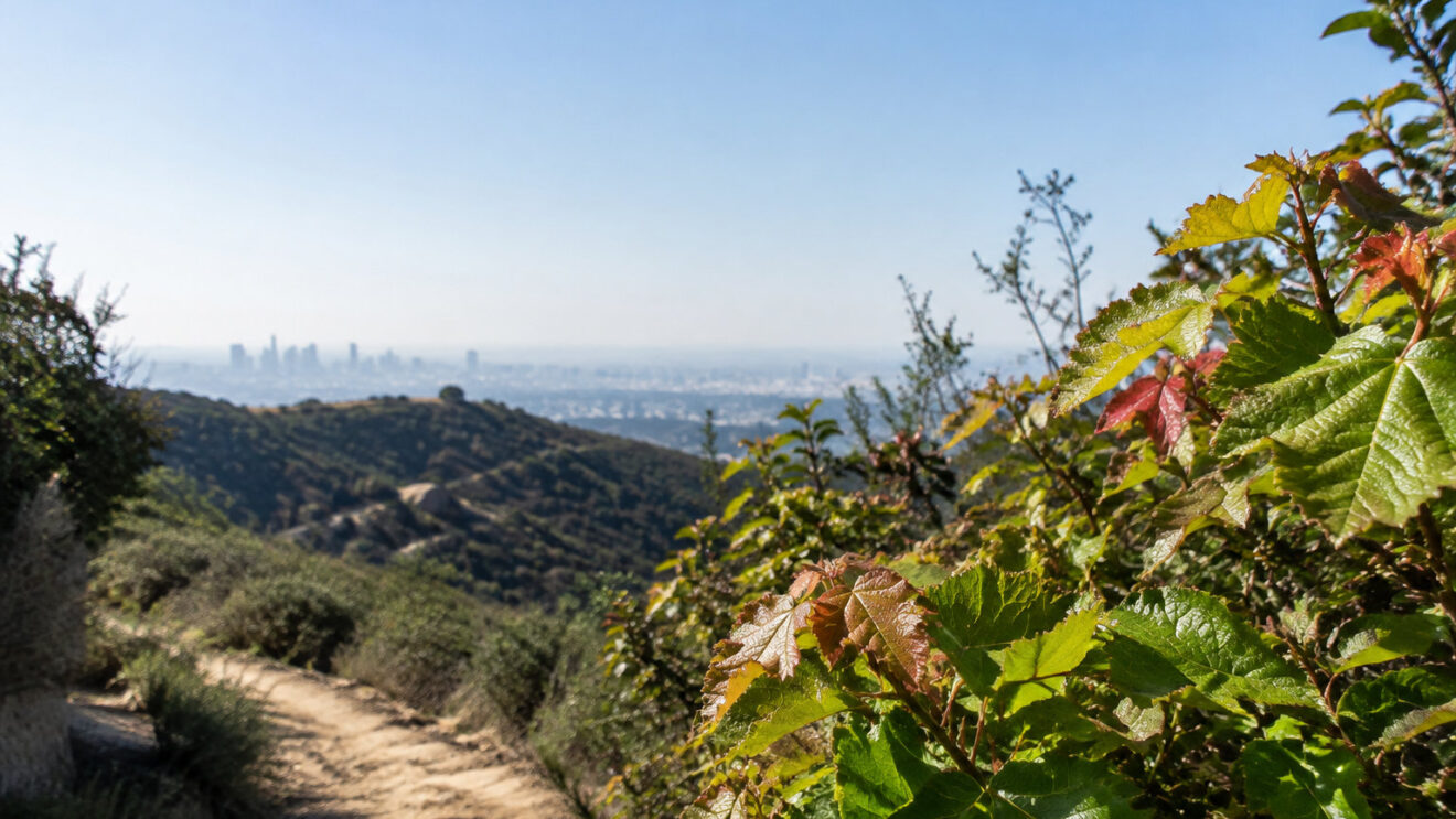 How to identify and avoid poison oak on LA trails