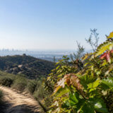 How to identify and avoid poison oak on LA trails