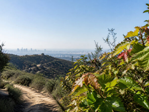 How to identify and avoid poison oak on LA trails