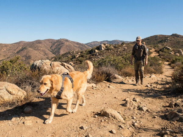 Durable dog harnesses for rugged California trails