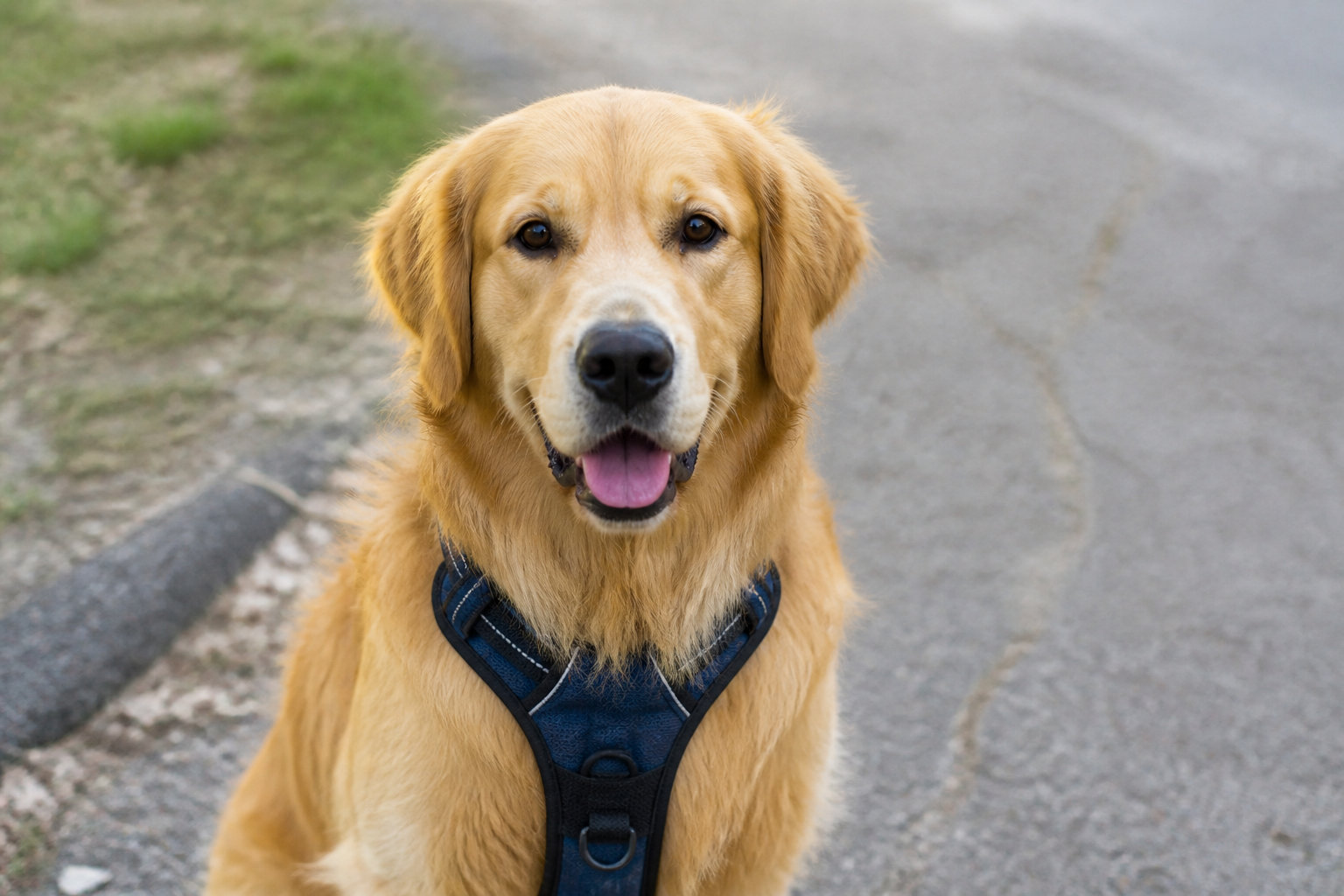 04. Blue-9 Balance Harness: Precision Fit for Steep Terrain