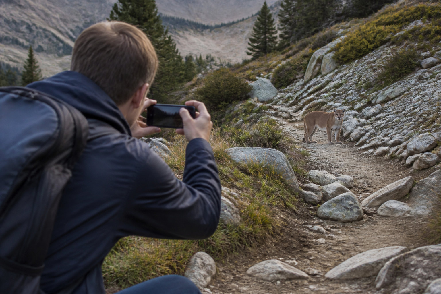 Identifying Mountain Lion Presence and Reporting